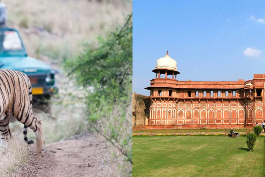 A beautiful blend of Indian flora and fauna at Ranthambore National Park, with a Royal Bengal tiger in the foreground and lush greenery in the background, representing the natural wonders of India alongside the Golden Triangle Tour destinations